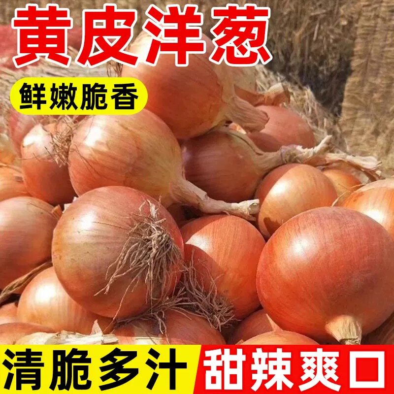 山东新鲜黄皮白肉大洋葱农家自种生吃现挖圆葱蔬菜辛辣甜味直发