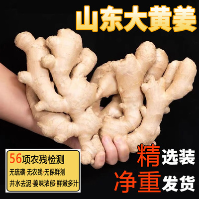 山东大黄姜出口级生姜老姜5斤精选装新鲜风干大块月子食用姜包邮