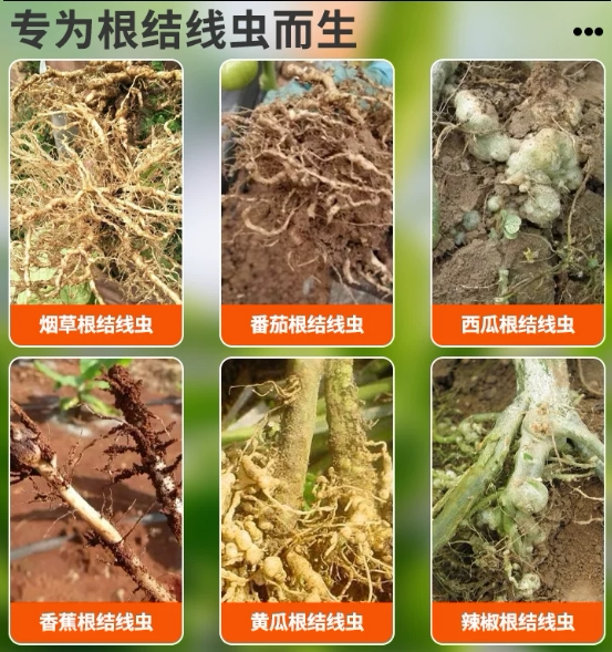 路上富达黄瓜番茄清洁烟酰胺清洁助剂图片