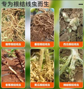 路富达黄瓜番茄清洁烟酰胺清洁助剂