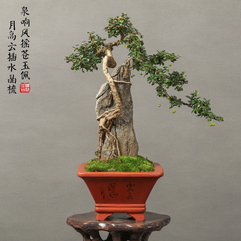 【14】一物一拍矮霸老桩雀梅盆景办公室桌面盆栽四季常青10年树龄