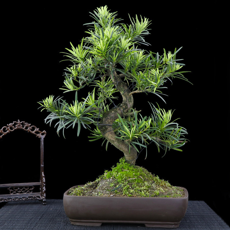 罗汉松紫砂盆景大盆栽树桩植物办公室客厅绿植花卉s造型常青送礼