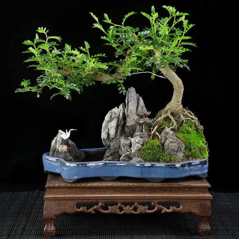 清香木悬崖式树桩山石造型盆景室内桌面大植物胡椒木艺术盆栽送礼|ruв категории доставка цветов/цветок моделирования/растения садоводства, цветок/растения в горшках (новый), растения - от Buy2taobao.com для оказания профессиональной услуги покупки агента Taobao