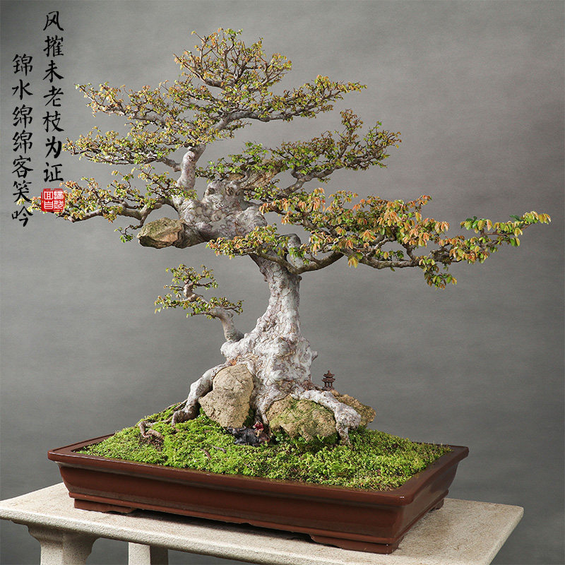 一物一拍st0384抱石榆树盆景老桩盆栽室内植物办公客厅花卉绿植