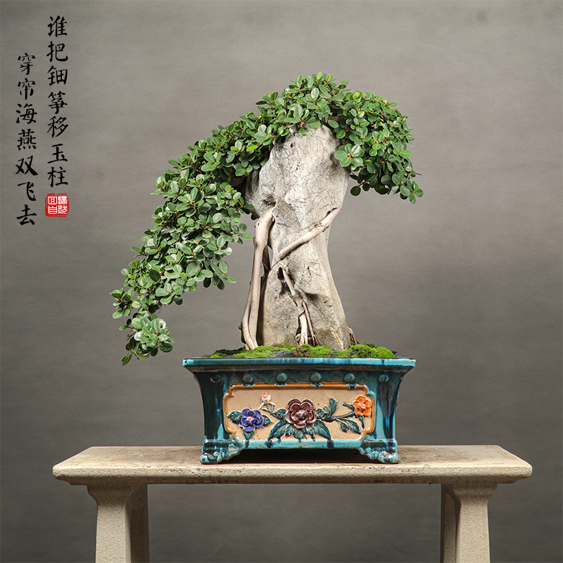 一物一拍st0098抱石金钱榕盆景老桩室内植物办公客厅常青绿植