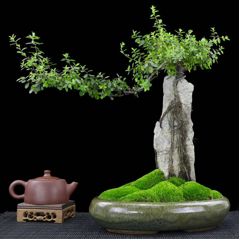 Iron gold bonsai indoor Office Plants flowers a living room Bouldering Trees Art Potted plant Giftsin the Flower delivery/Flowers simulation/Plants gardening , Flowers/Potted plants (New) , Plants  category - from Buy2taobao.com to provide professional Taobao agent buy service