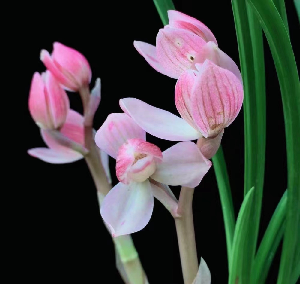 包邮当年开花名品兰花苗盆栽 莲瓣兰粉荷 阳台庭院浓香花卉绿植