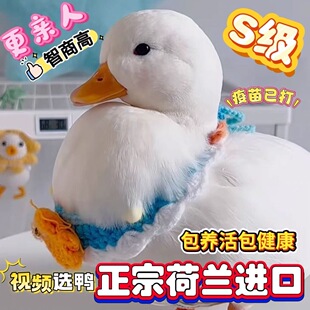 宠物鸭青年鸭可达宠物鸭赛级S级科尔鸭蛋成年公母纯种鸭可达鸭
