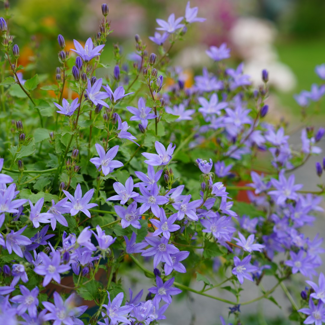垂钓风铃草蓝色溪流花园