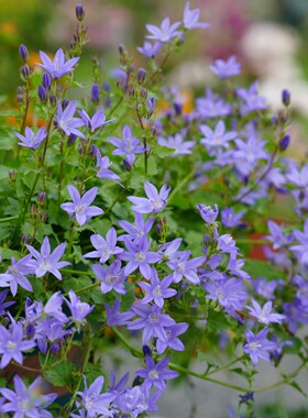 垂钓风铃草蓝色溪流
