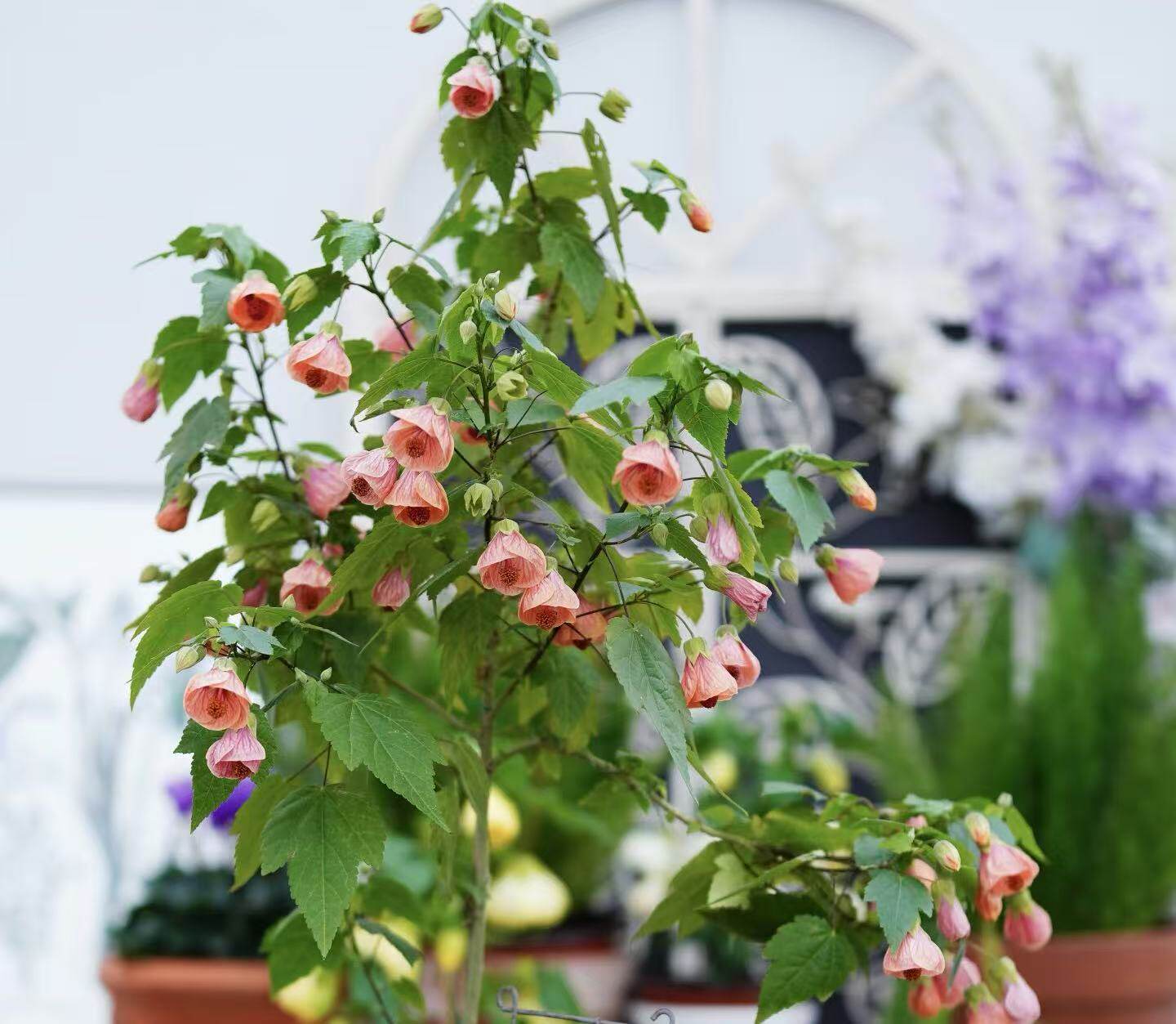 悬铃花千鸟。四季开花，灯笼花