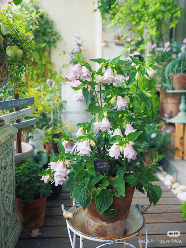 风铃草盆栽，婚礼钟声，多年生非常强壮