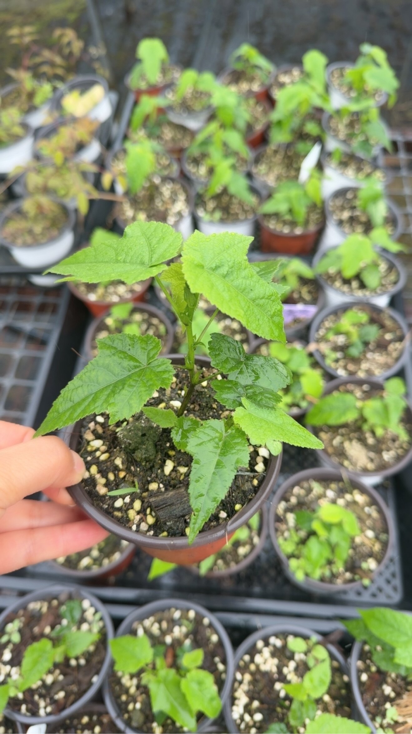 悬铃花粉红变色龙
