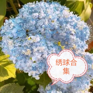 绣球小苗合集，3.3日苗情，刚刚发芽，光杆中，这，下单先看苗情