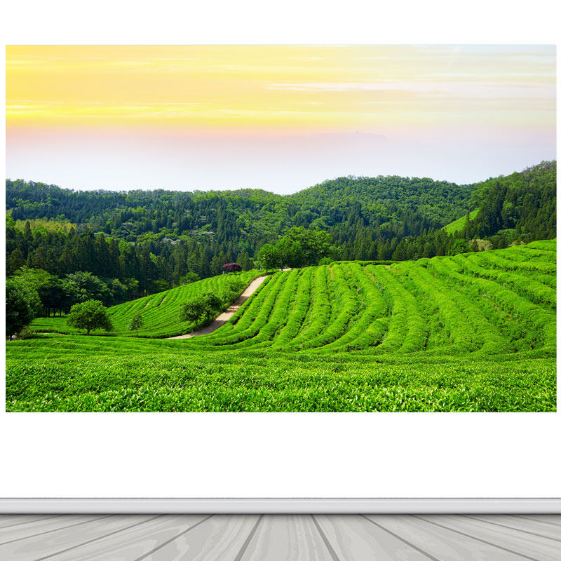 茶园茶叶树林山水画客厅沙发背景墙装饰墙画茶山自然风景自粘贴画