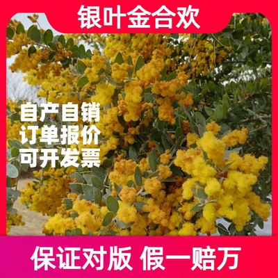 银叶金合欢树苗盆栽清仓特价