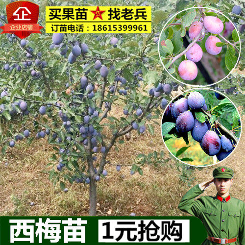 乌梅树结果图片,乌梅树图片_大山谷图库