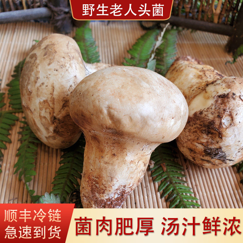 新鲜老人头菌 云南大理土特产松苞菌仙人头菌蘑菇500g顺丰包