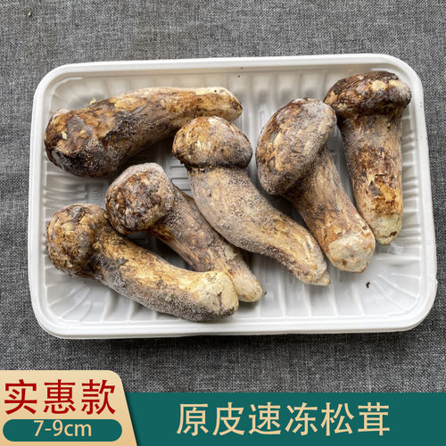 24年香格里拉冰冻松茸精选品质