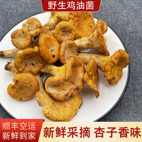 云南野生新鲜鸡油菌精选骨朵