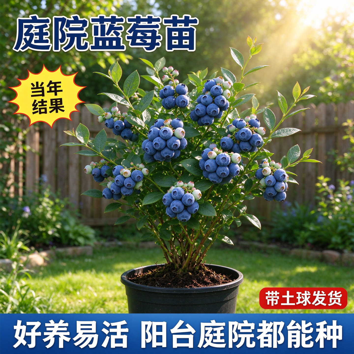 蓝莓树果苗特大号果树苗盆栽带果南北方四季种植室内阳台庭院地栽