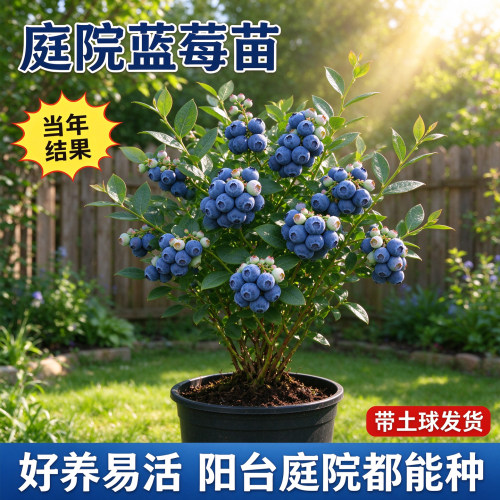 L25特大号蓝莓树果苗花香蓝梅