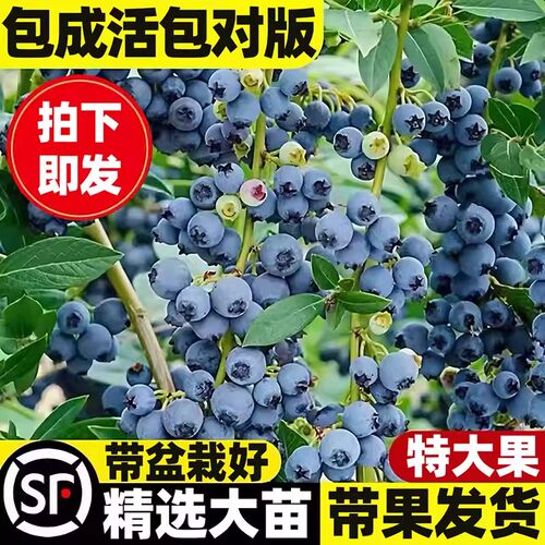 L25蓝莓苗室内外阳台果树