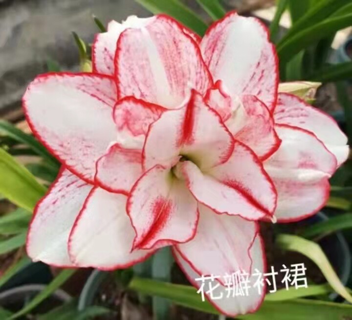 朱顶红种球重瓣澳朱日朱花瓣衬裙西瓜酒笑脸瑞秋四季种植盆栽地栽