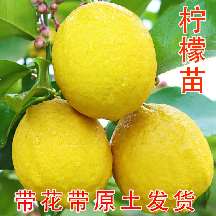 四季柠檬苗树尤力克柠檬树苗地栽盆栽室内花卉南北方种植当年结果