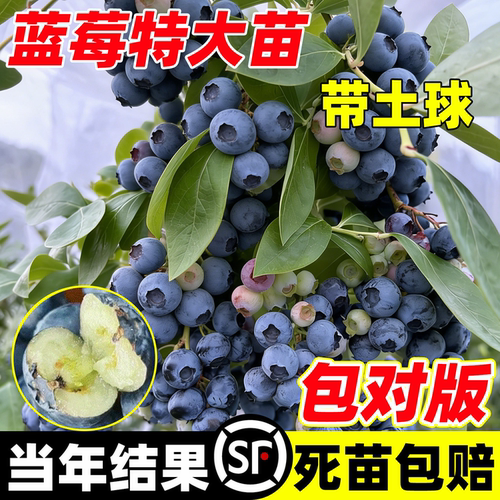 L25云南花香蓝莓树果苗四季特大号果树带果大果盆栽南方北方种植