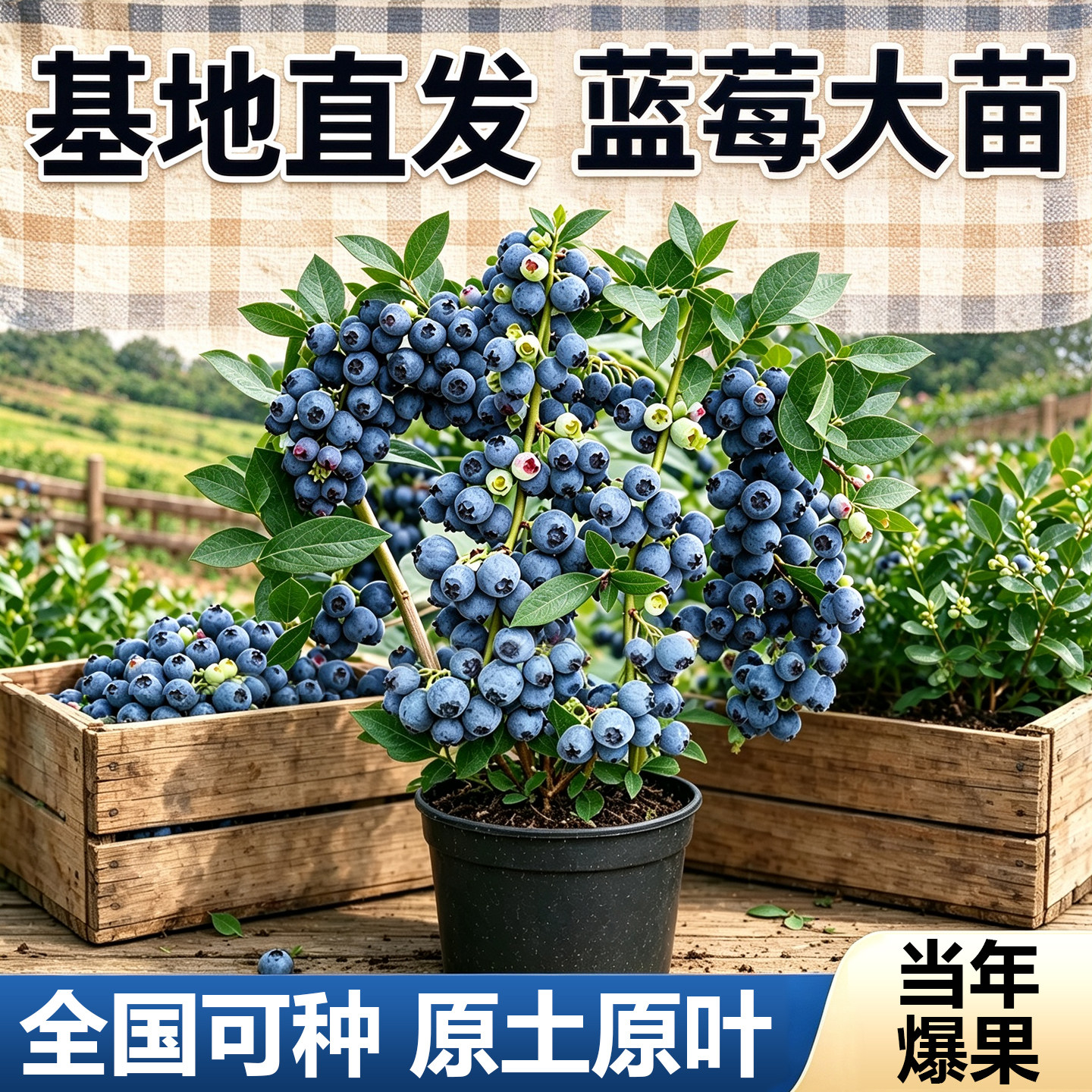 蓝莓树果苗特大号果树苗盆栽带果南北方四季种植室内阳台庭院地栽