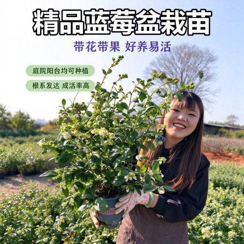 L25蓝莓树果苗果苗带大果