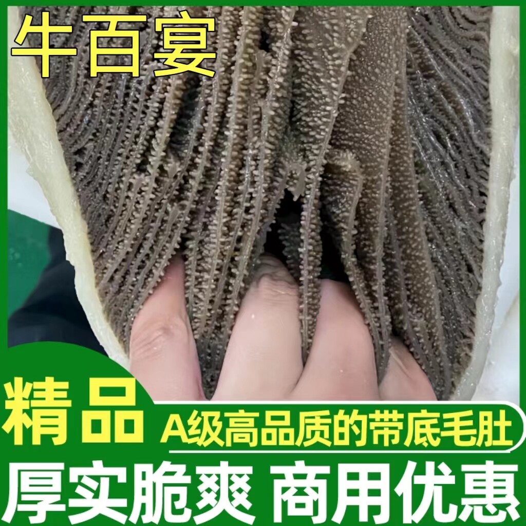 五斤新鲜整个带底板毛肚包邮商用牛百叶千层肚大叶片爽脆火锅食材