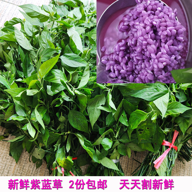 紫色糯米饭植物染料新鲜饭团材料紫米草广西紫蓝草红蓝草红兰草