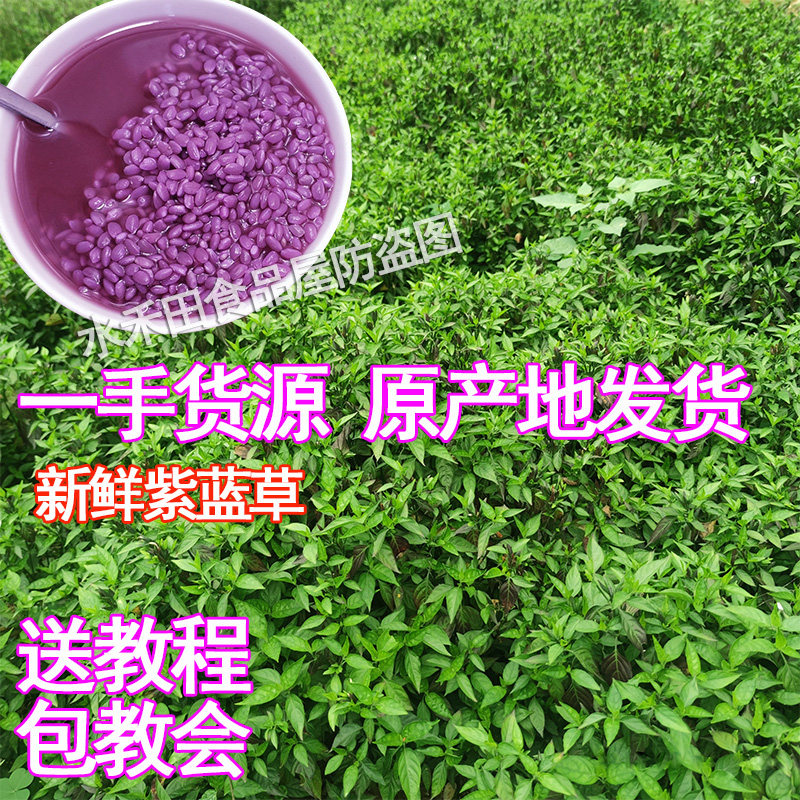 紫色糯米饭植物染料新鲜饭团材料紫米草广西紫蓝草红蓝草红兰草