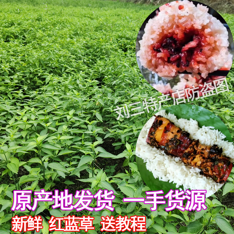 正宗紅藍(lán)草新鮮毛紅蘭葉廣西包粽子餡料糯米飯染料天然紅絲線草
