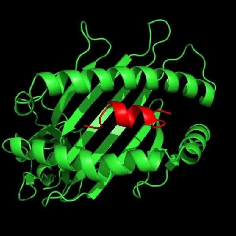 Alphafold2从头建模,同源建模,分子对接,