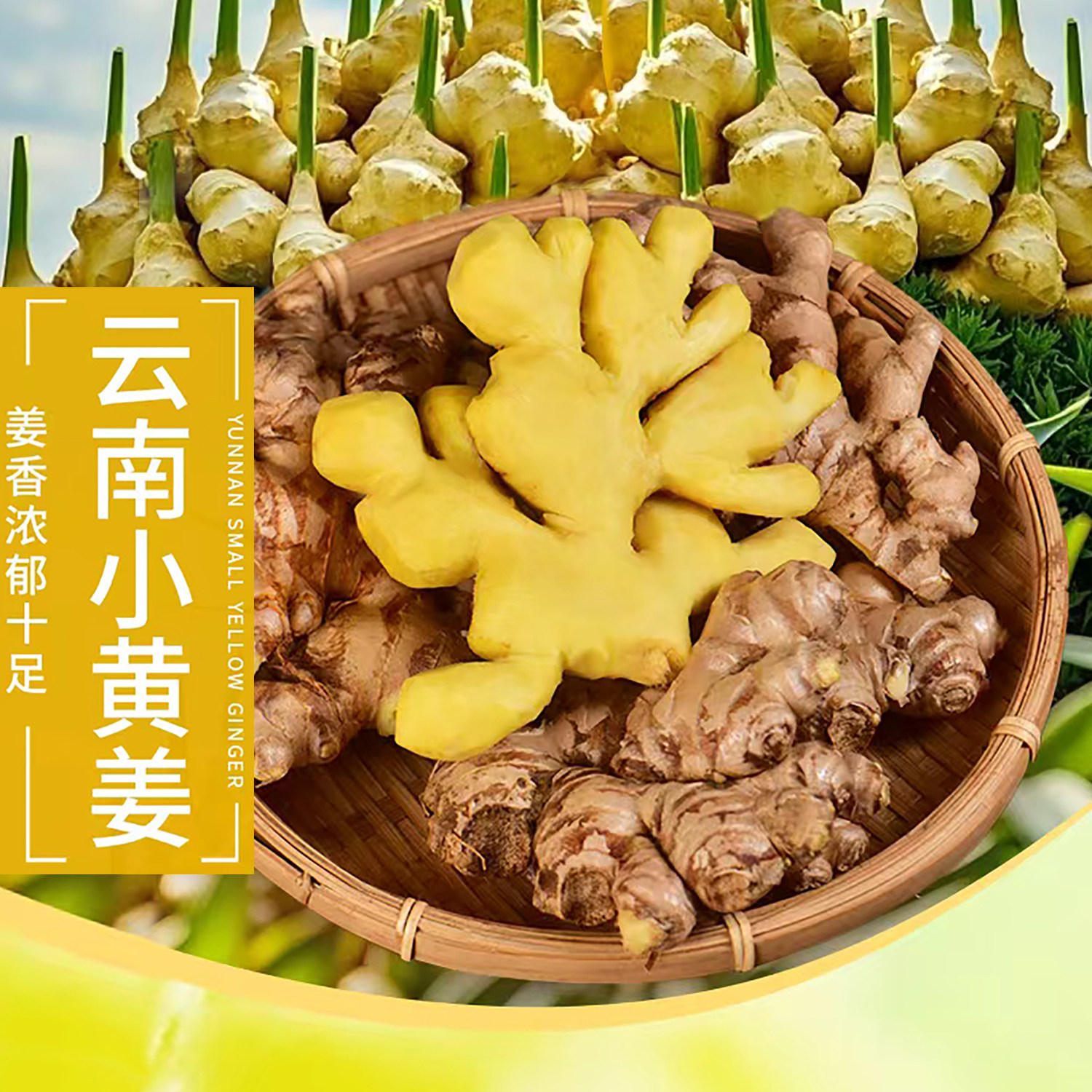 云南小黄姜5斤新鲜嫩生姜