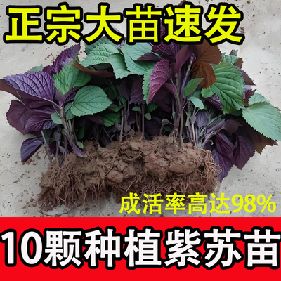 可食用紫苏苗湖南老品种大叶紫苏全紫带土阳台栽种去腥味紫苏叶苗