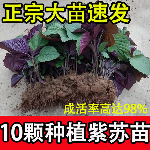 可食用紫苏苗湖南老品种大叶紫苏全紫带土阳台栽种去腥味紫苏叶苗