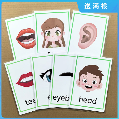 身体部位英语单词闪卡早教启蒙