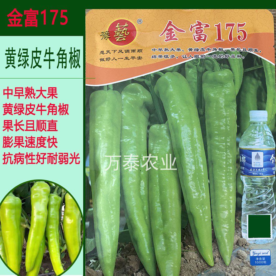 金富175中早熟大果牛角椒种子鲜亮黄绿皮抗病高产耐弱光果长顺直