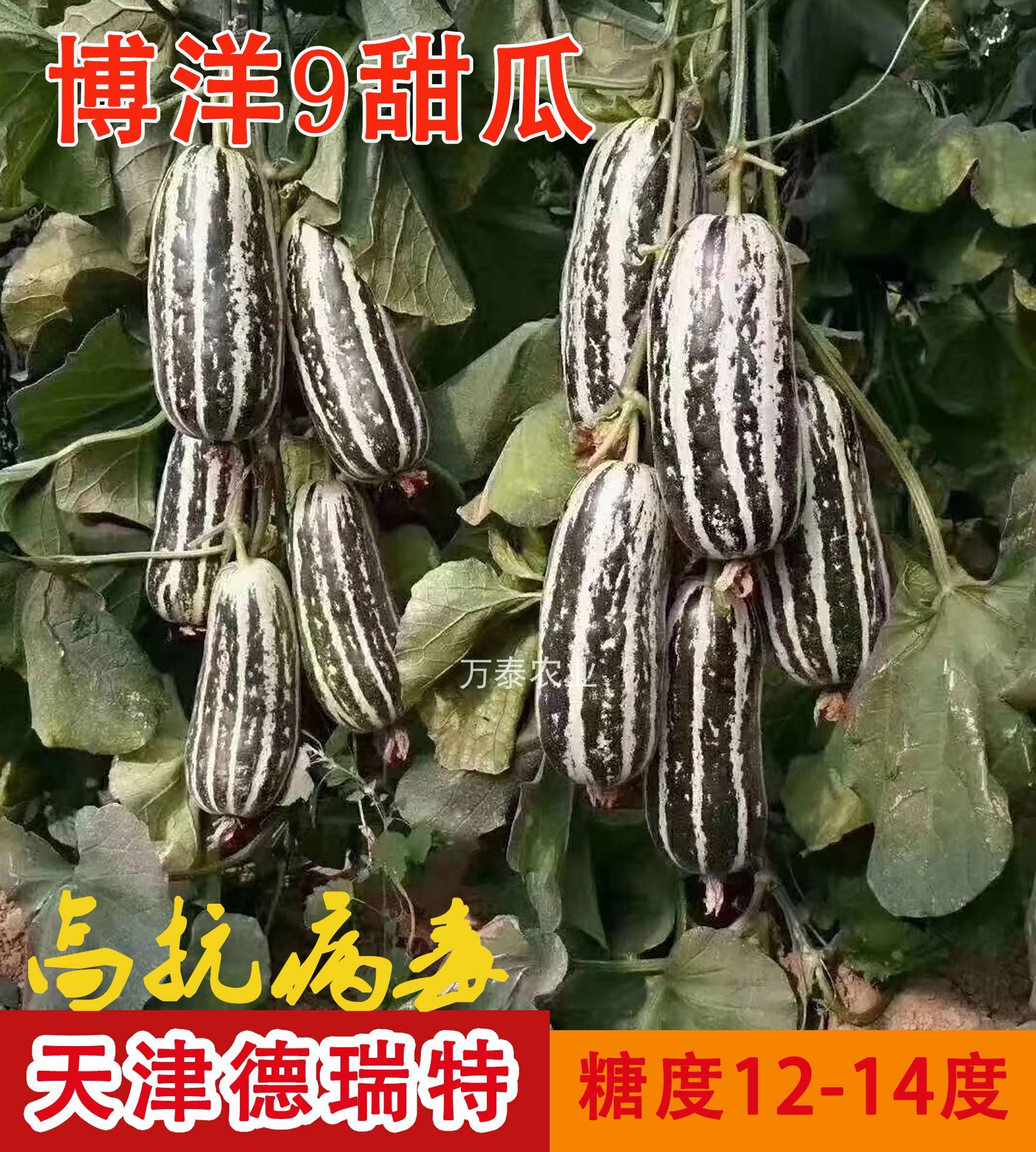 博洋9芝麻蜜甜瓜种子天津德瑞特博洋61羊角蜜脆甜瓜种子蔬菜种子