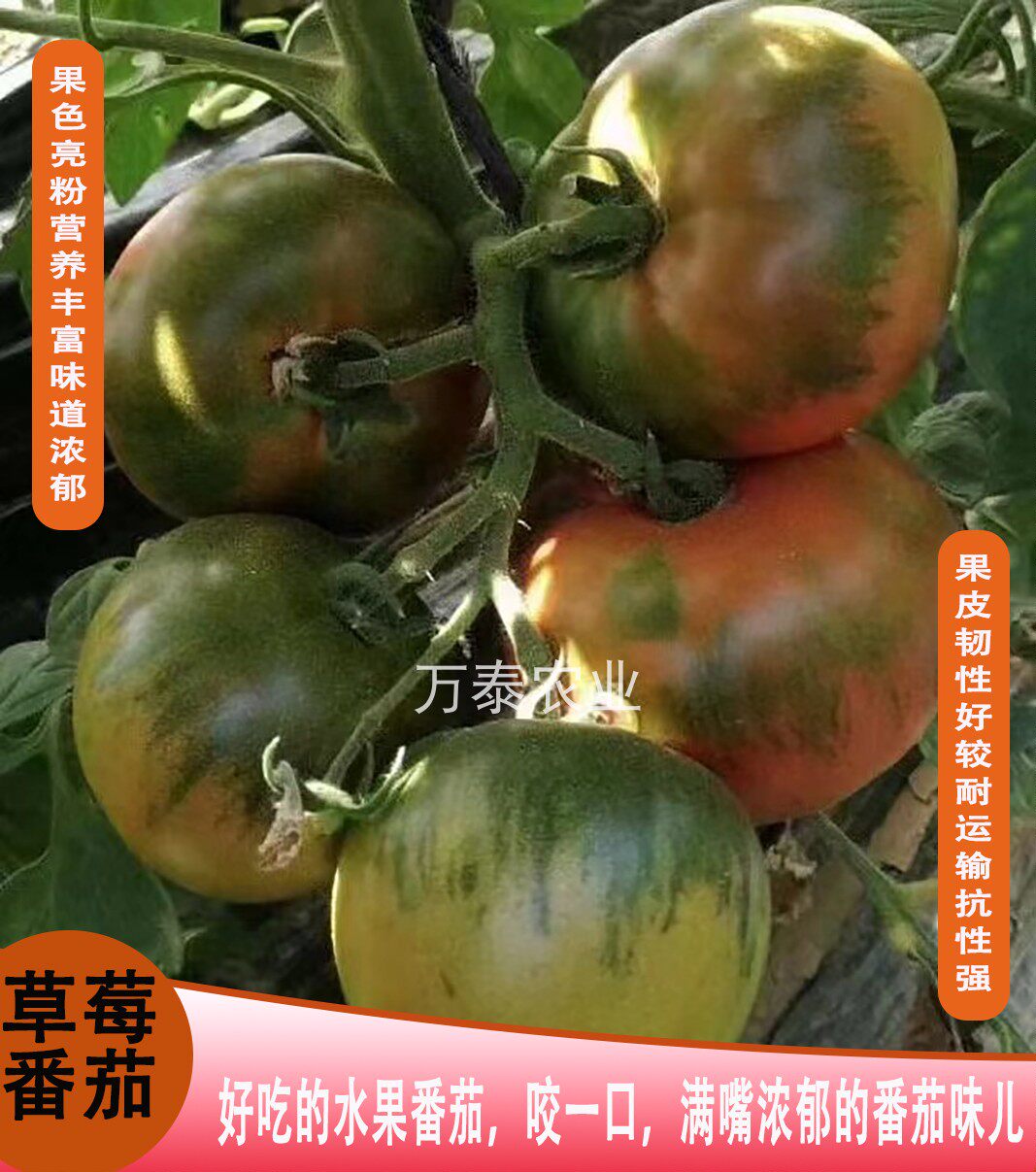 草莓番茄种子口感好的水果番茄种蔬菜种子/种苗