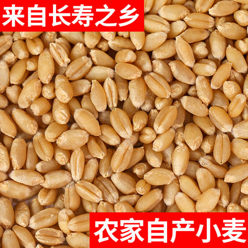 小麦粒种麦子粒麦子可发芽