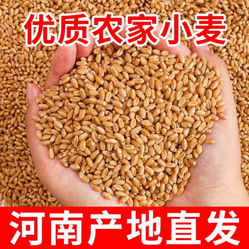 小麦粒麦子粒麦粒优质米草籽猫草2023食用磨面颗粒发芽榨汁麦芽糖 粮油调味/速食/干货/烘焙 特色米/面粉/杂粮 原图主图