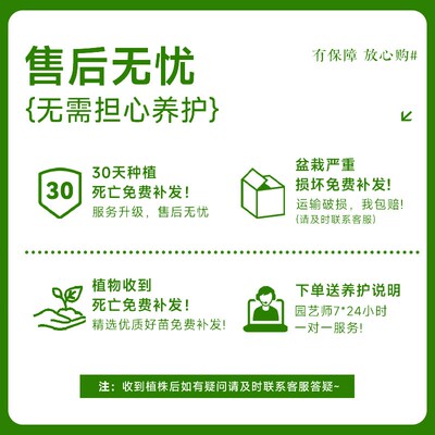 优选木客厅大盆栽绿植室内大型高级感落地L大号鸭掌木真花四季好.