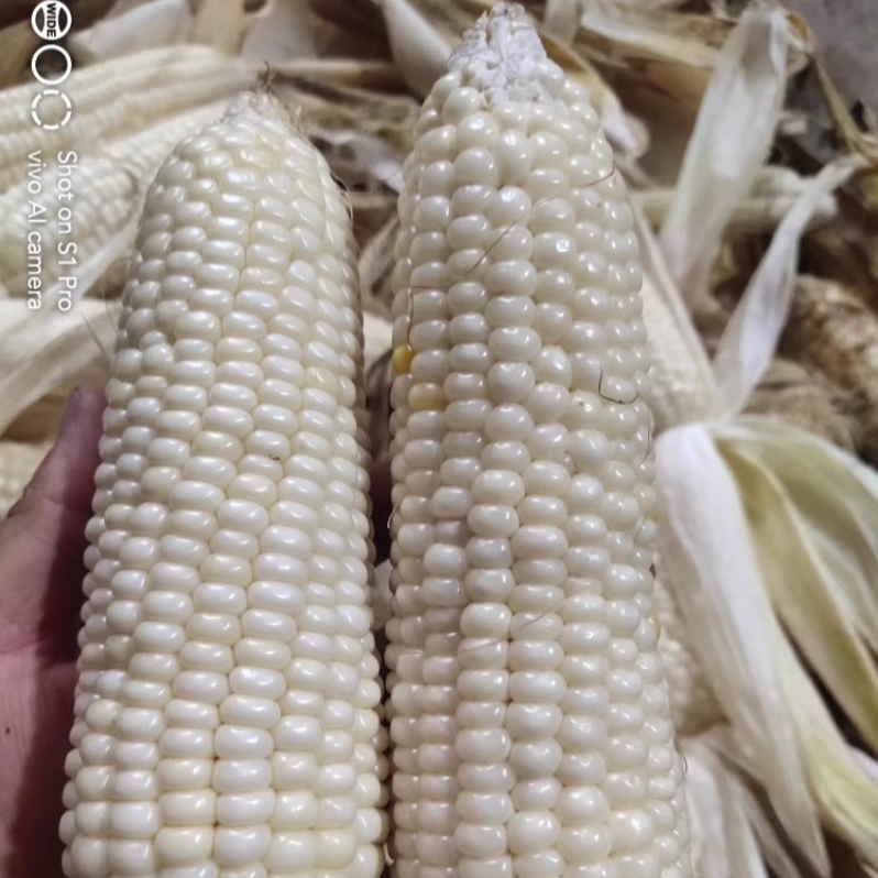 农村传统白糯玉米种子老品种白糯玉米种可留种农村土种子蔬菜种子,农用物资,蔬菜种子/种苗,淘宝优惠券,粉丝福利购,淘宝优惠卷