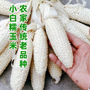 农村老品种小白糯玉米种子 非转基因 黄白糯玉米种子 四季可留种
