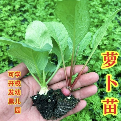 萝卜苗胡萝卜樱桃萝卜白萝卜青菜苗秋冬幼秧苗阳台盆栽蔬菜种子苗